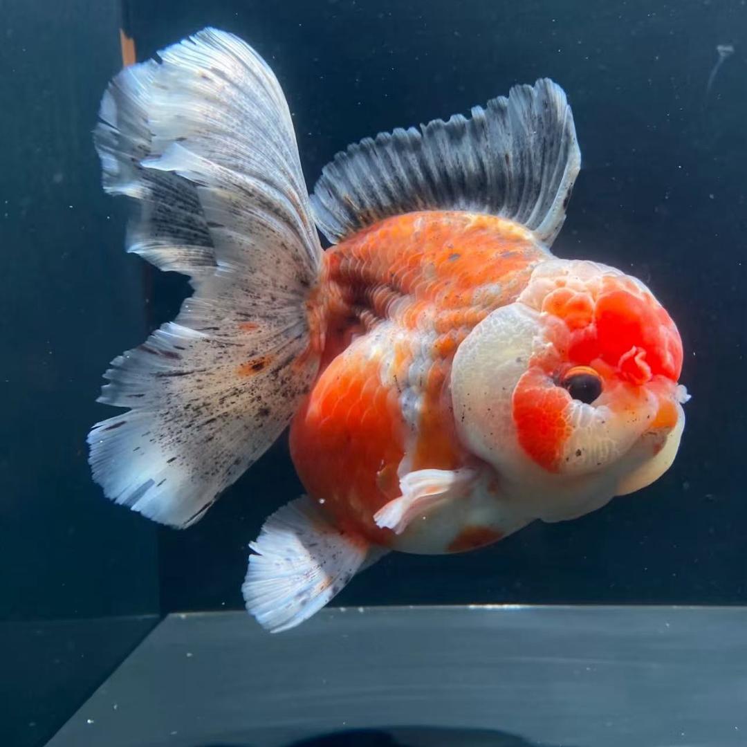 丯源鱼舍（金鱼、蝴蝶鲤）