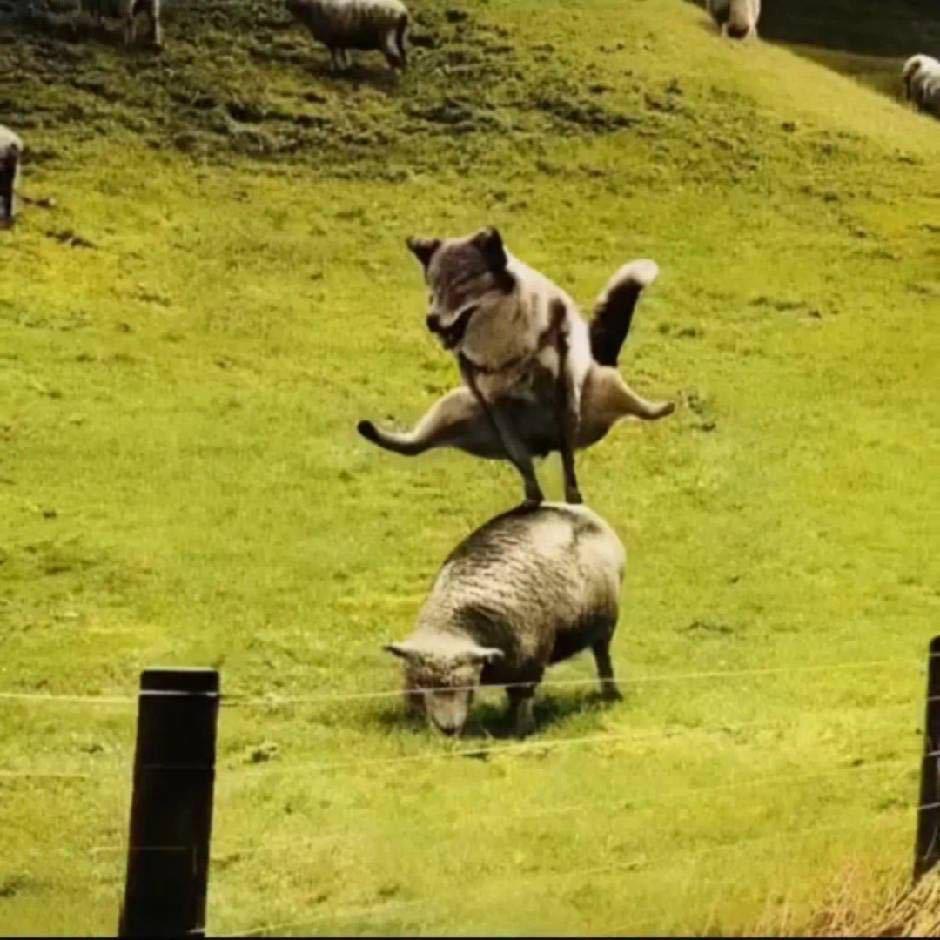 渣渣辉