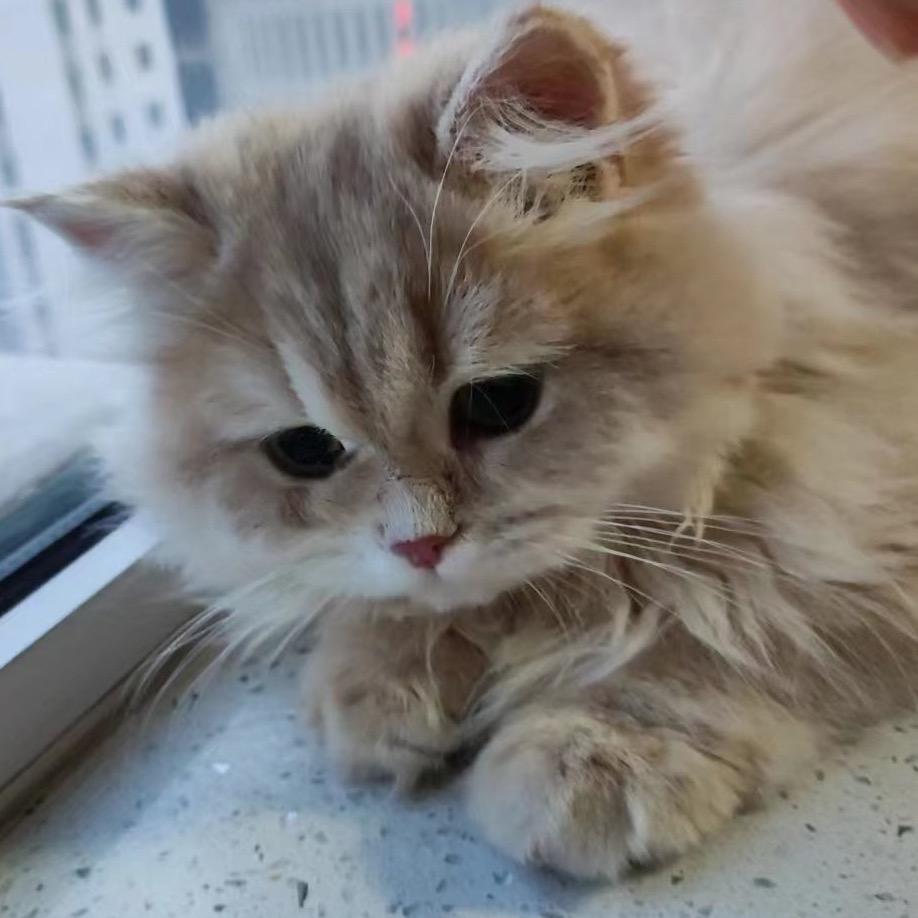 可爱小猫🐱