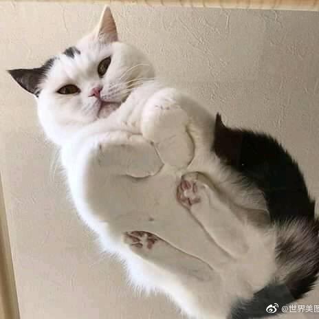 😽天下无敌と生滋猫づ🐯