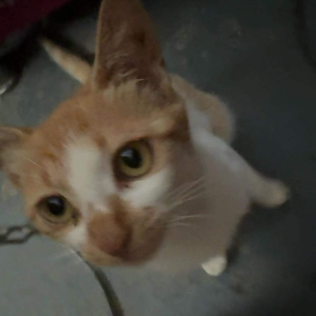 头顶菠萝大吗喽