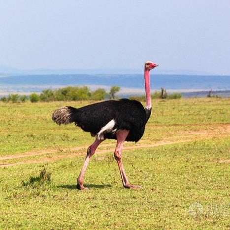 鲁鸵生态养殖家庭农场