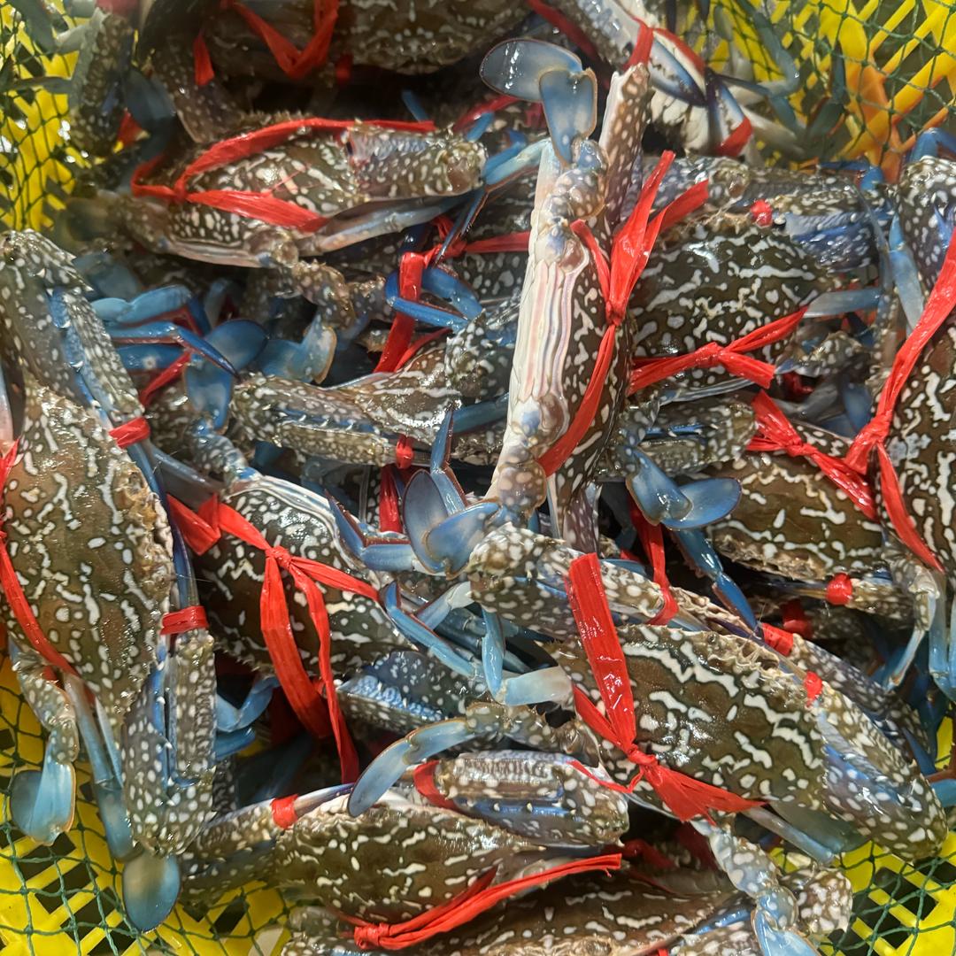 湛江兰花蟹批发
