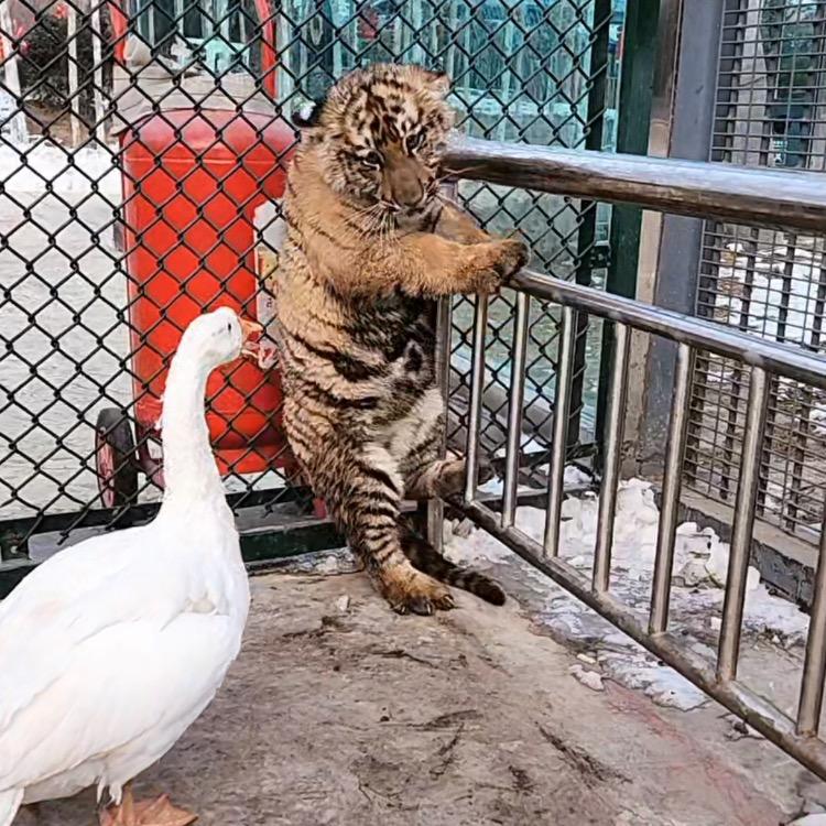 抖钱