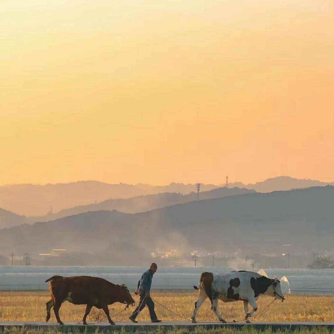 东乡区阿七土特产店