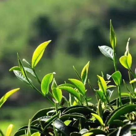 花姐茶业