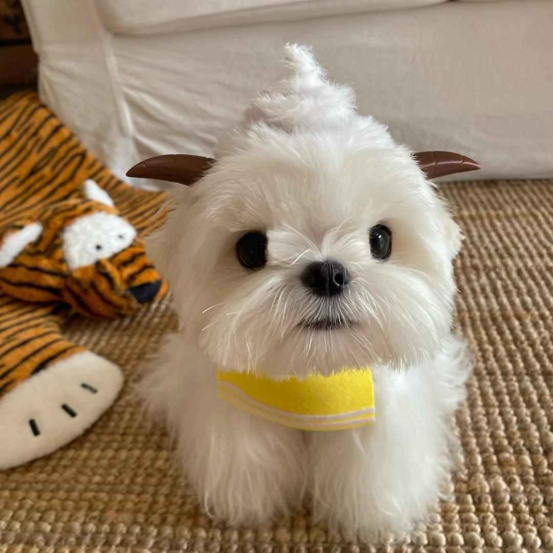 小虫波比
