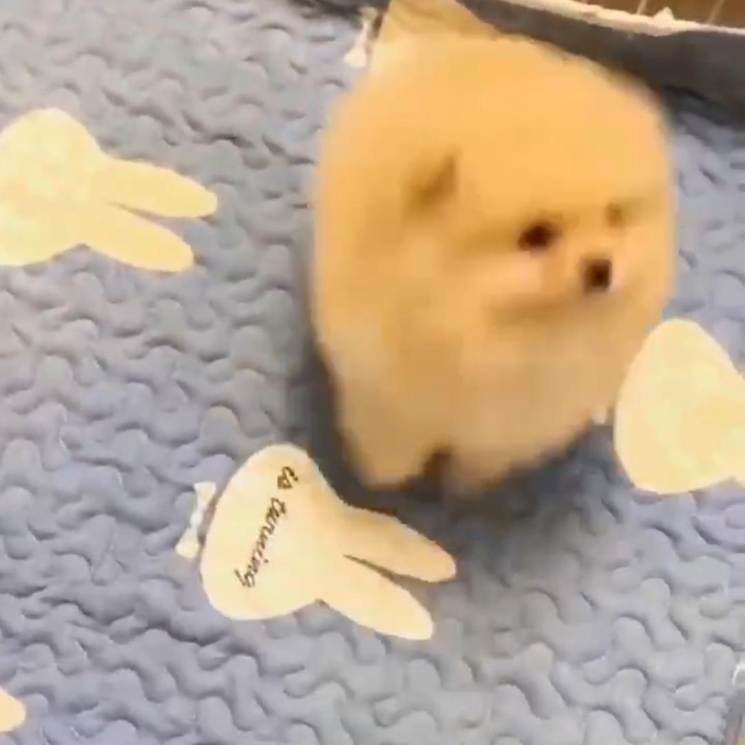 潇十二郎