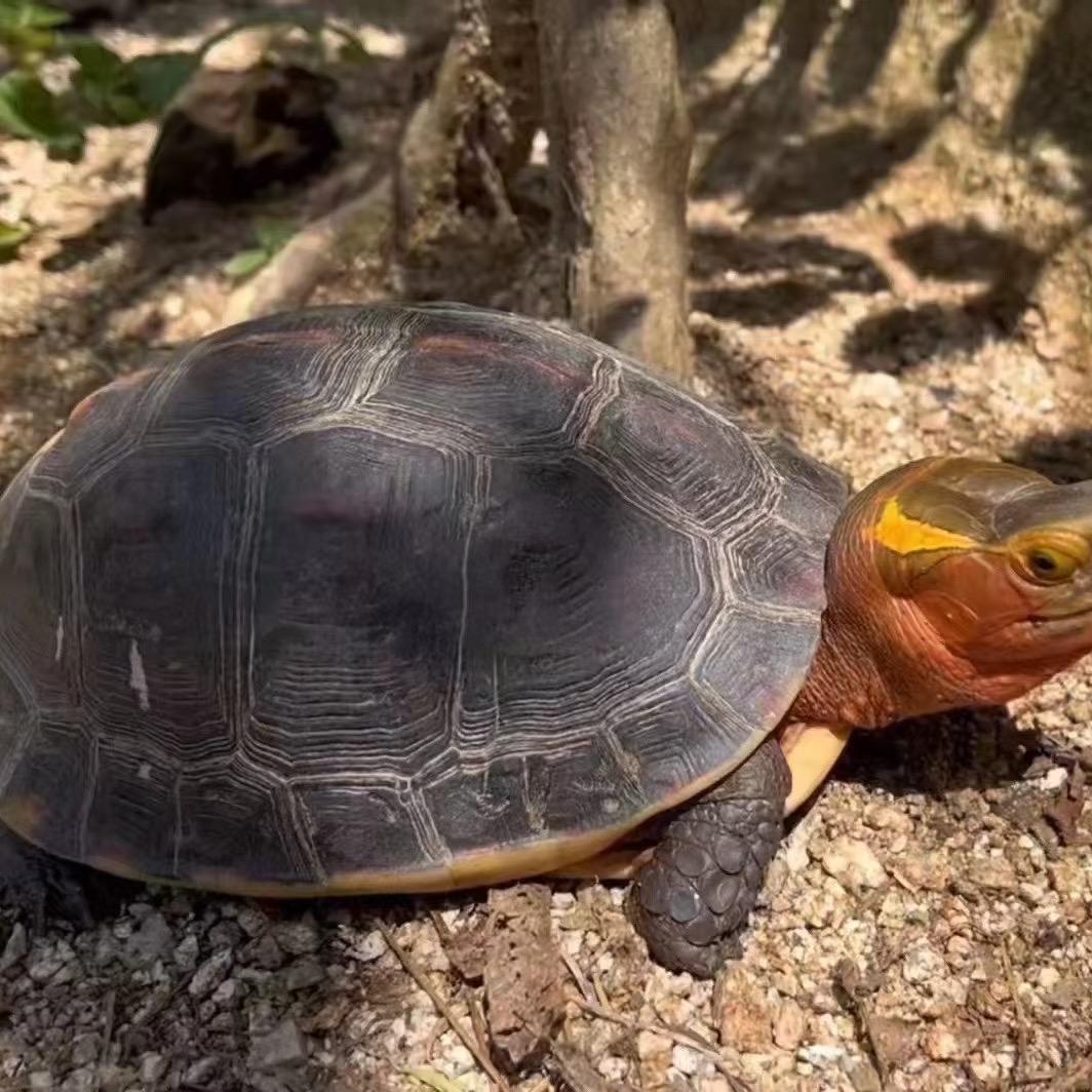 我的黄缘不会飞