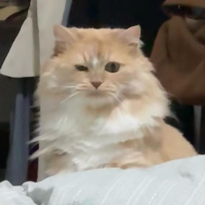 吃虾用盆