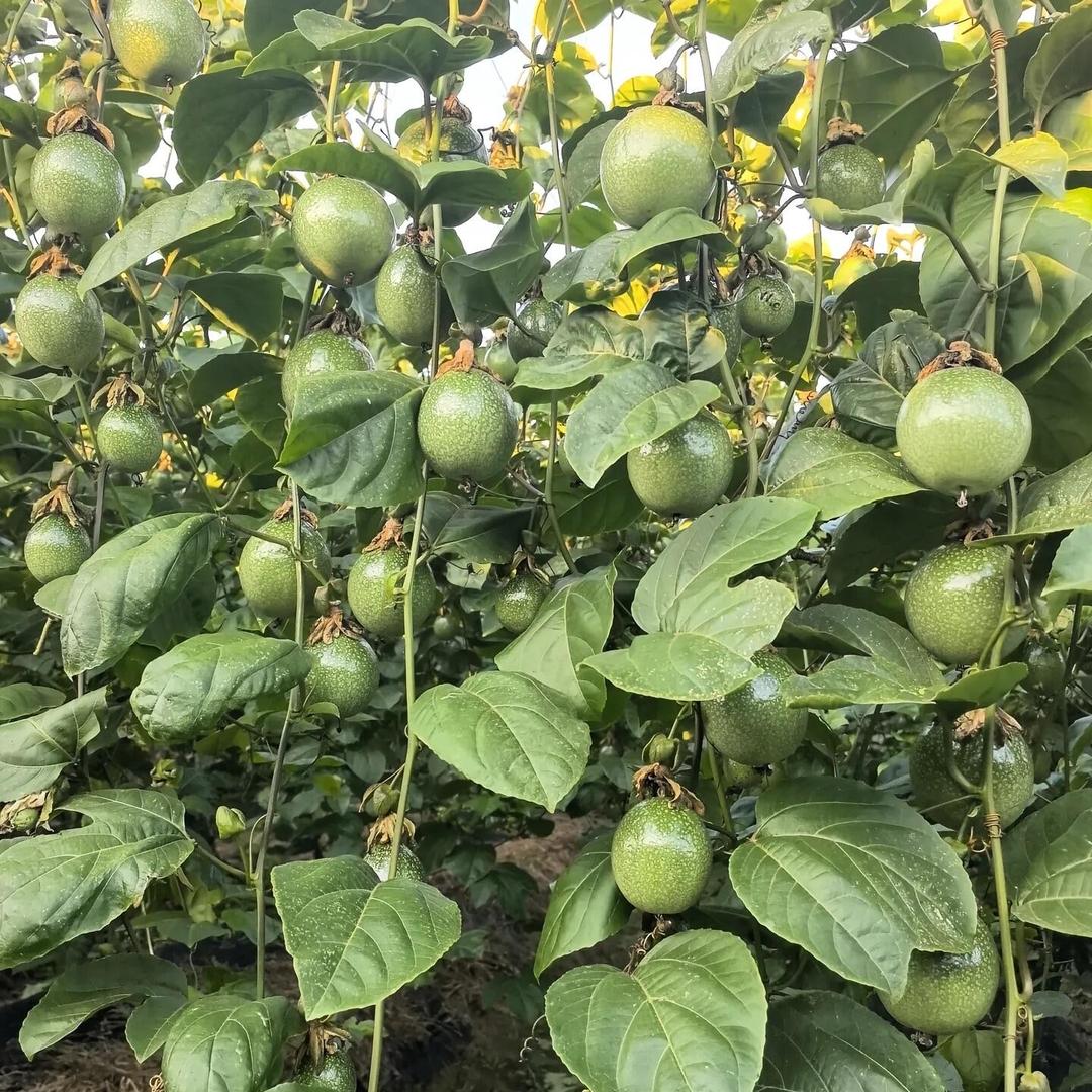 梵林果苗木园艺专营店