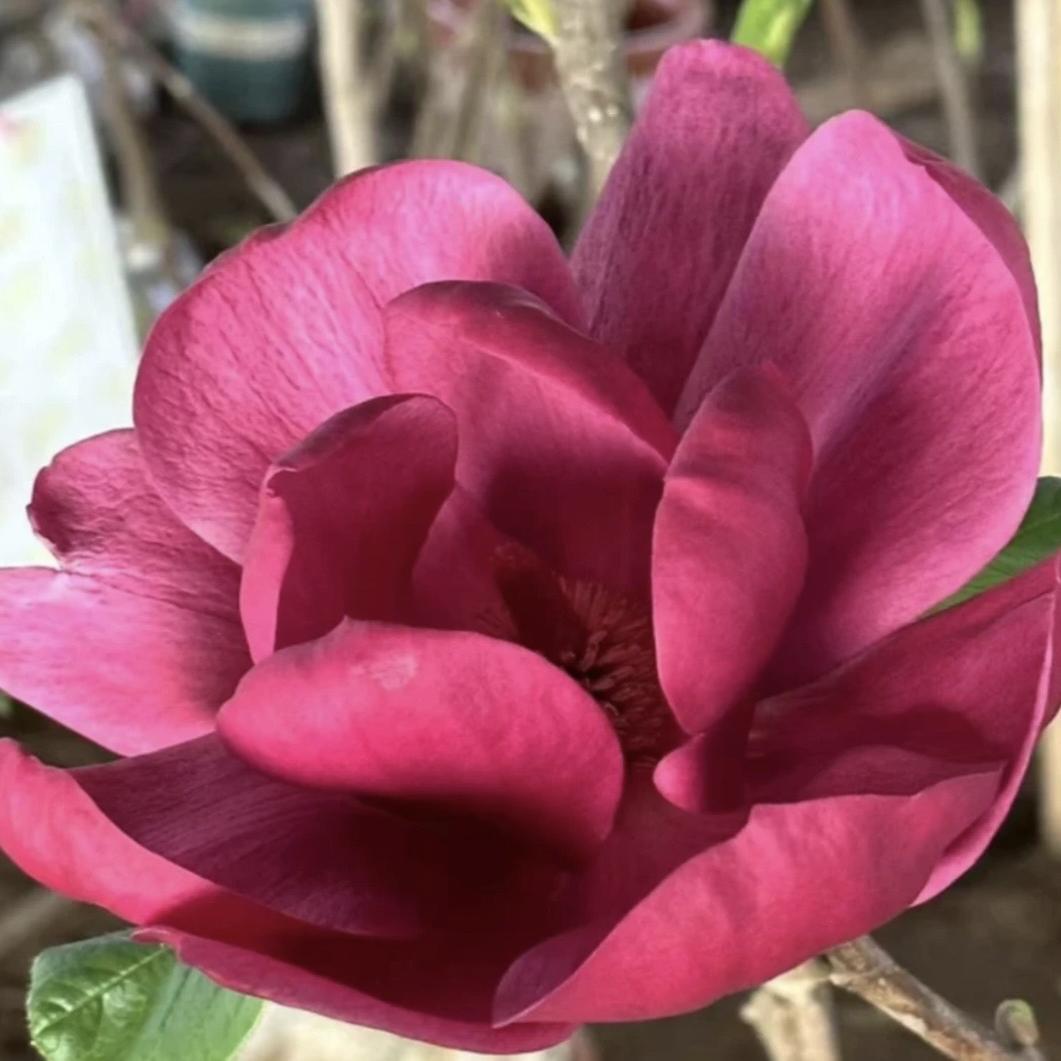 书涵瑾花卉