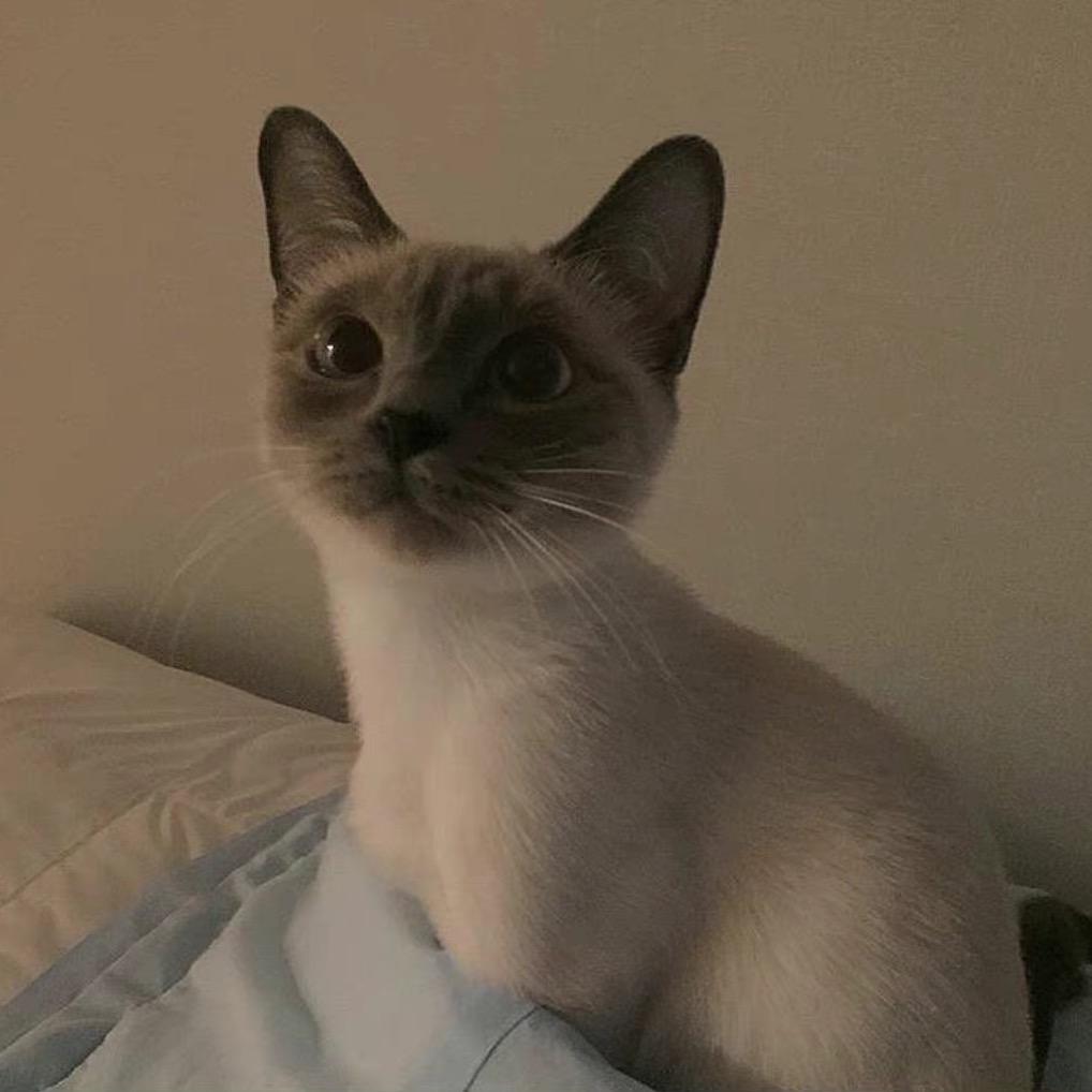丸子