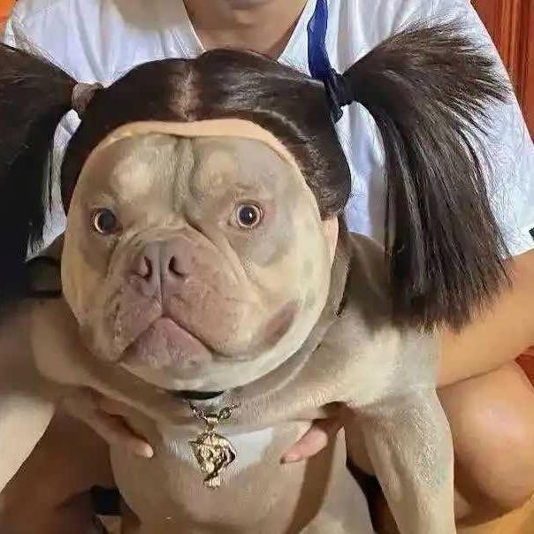 纺织杨大侠(哈达狗🐶)