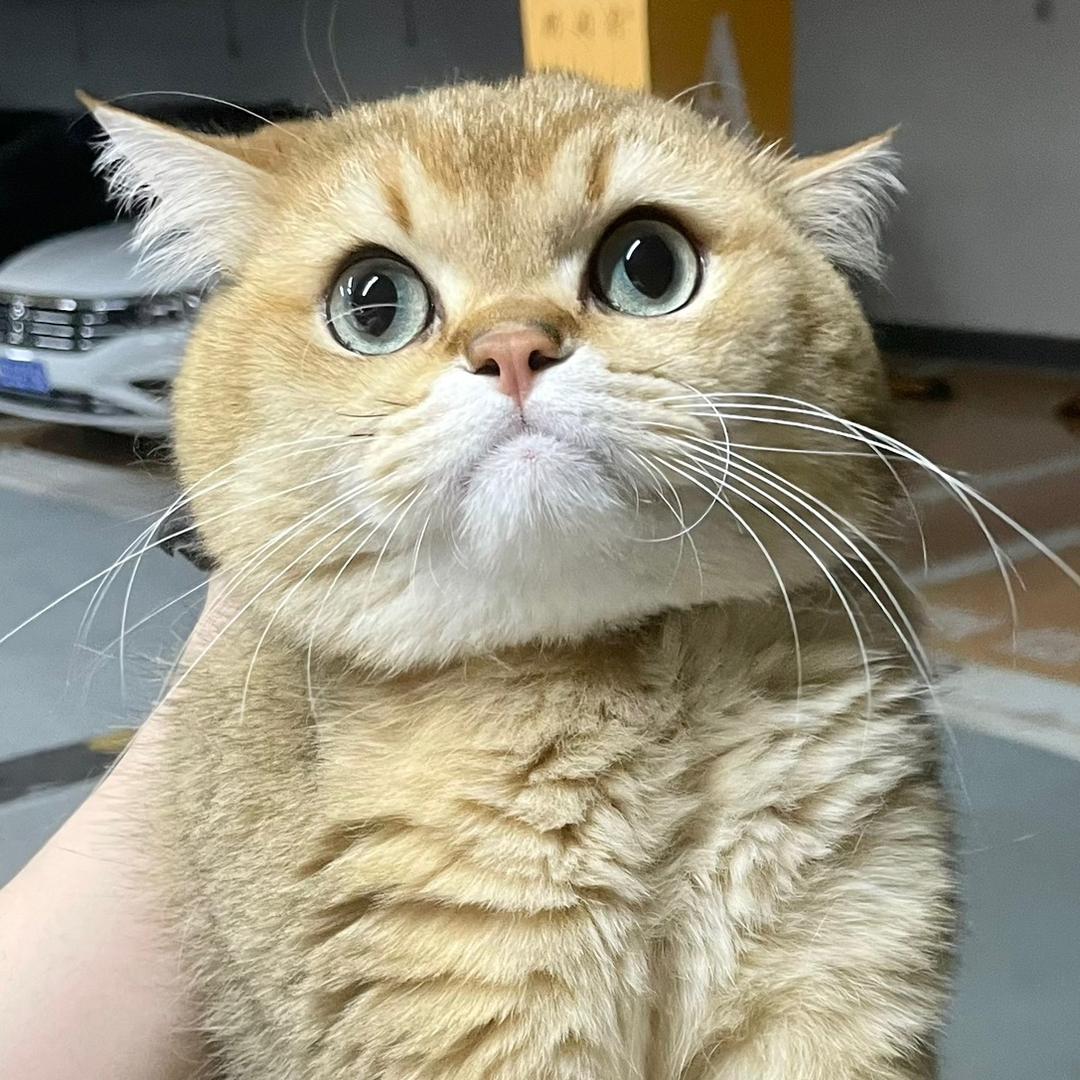金刚猫