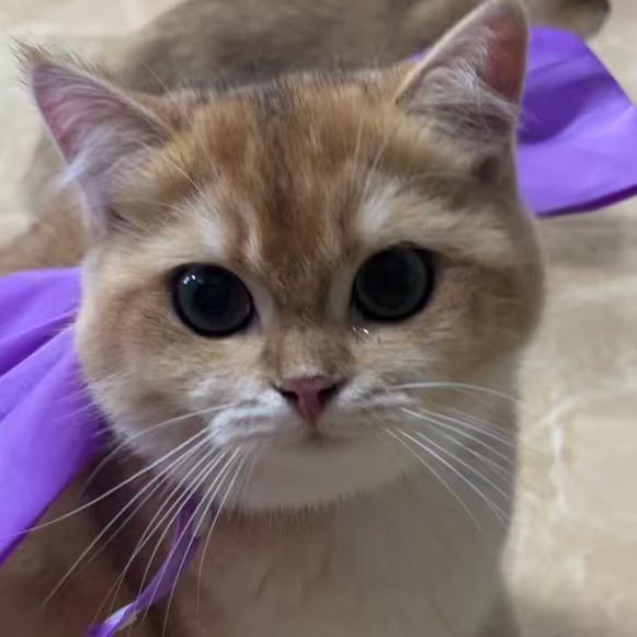 公主是只猫