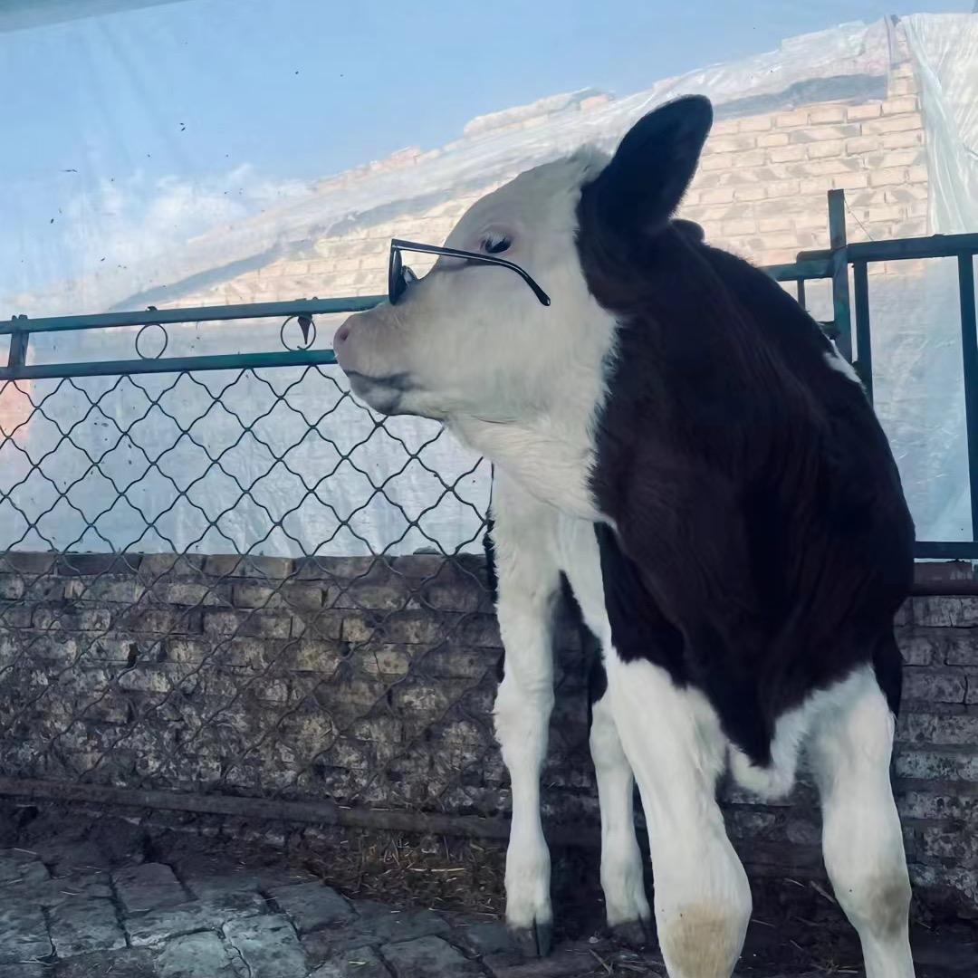 小佳牛犊批发零售