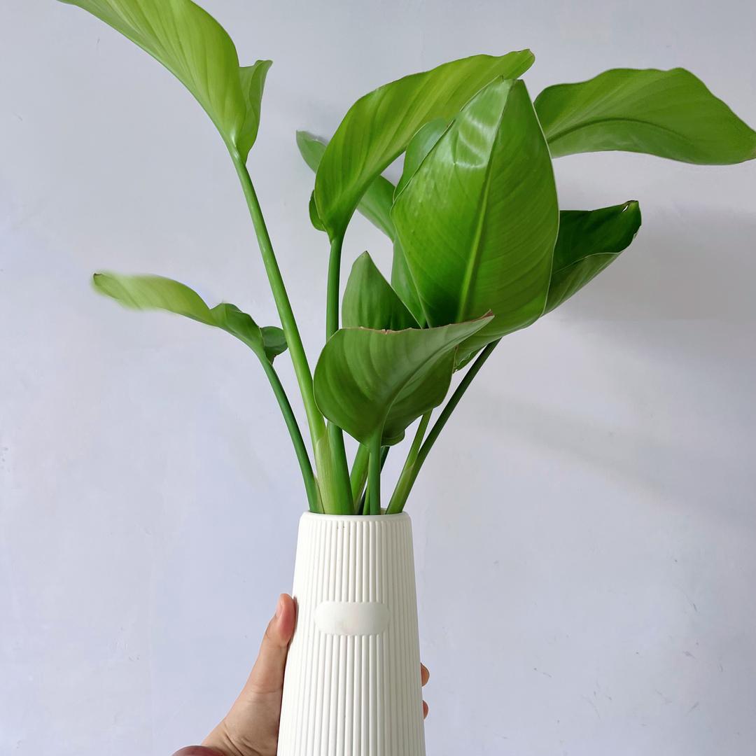 植愈时光绿植店