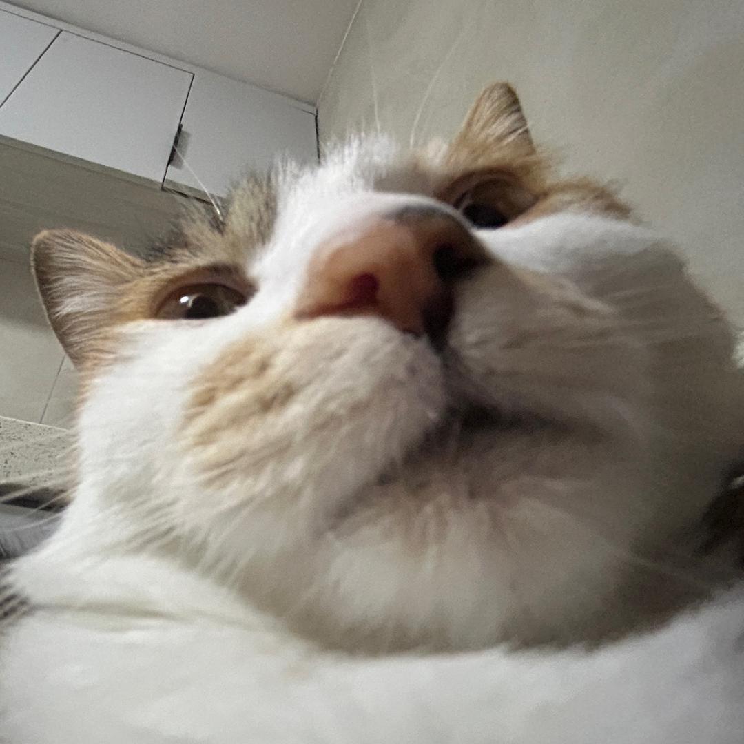 加肥猫