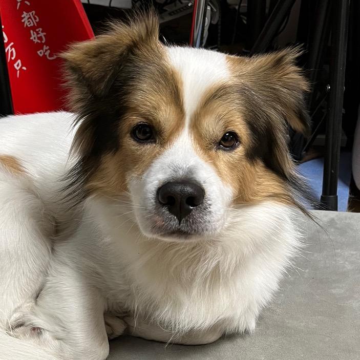 David帅的一比吊造