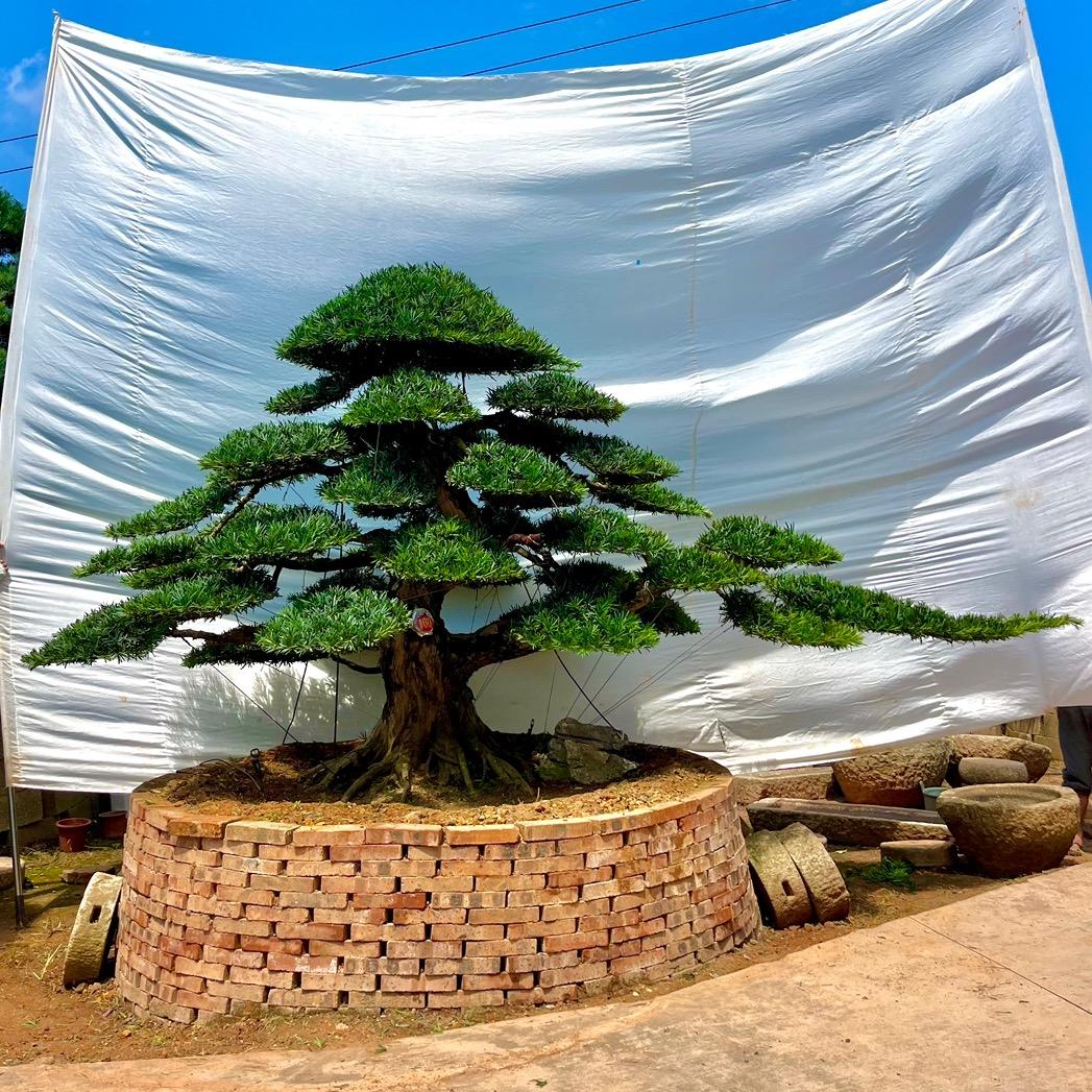 罗汉松苗木基地 柏诚合作社