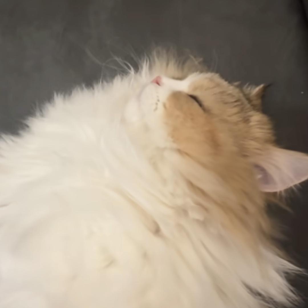 故意上钩的胖橘yo