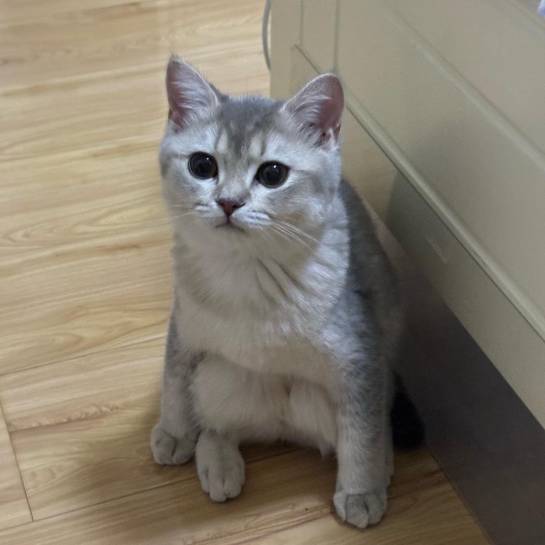 我要长脑子了oi