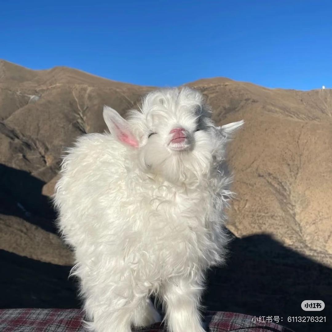 一只绵羊🐑