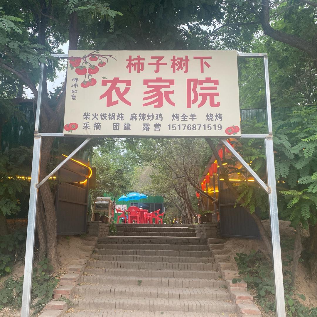 柿子树下农家院