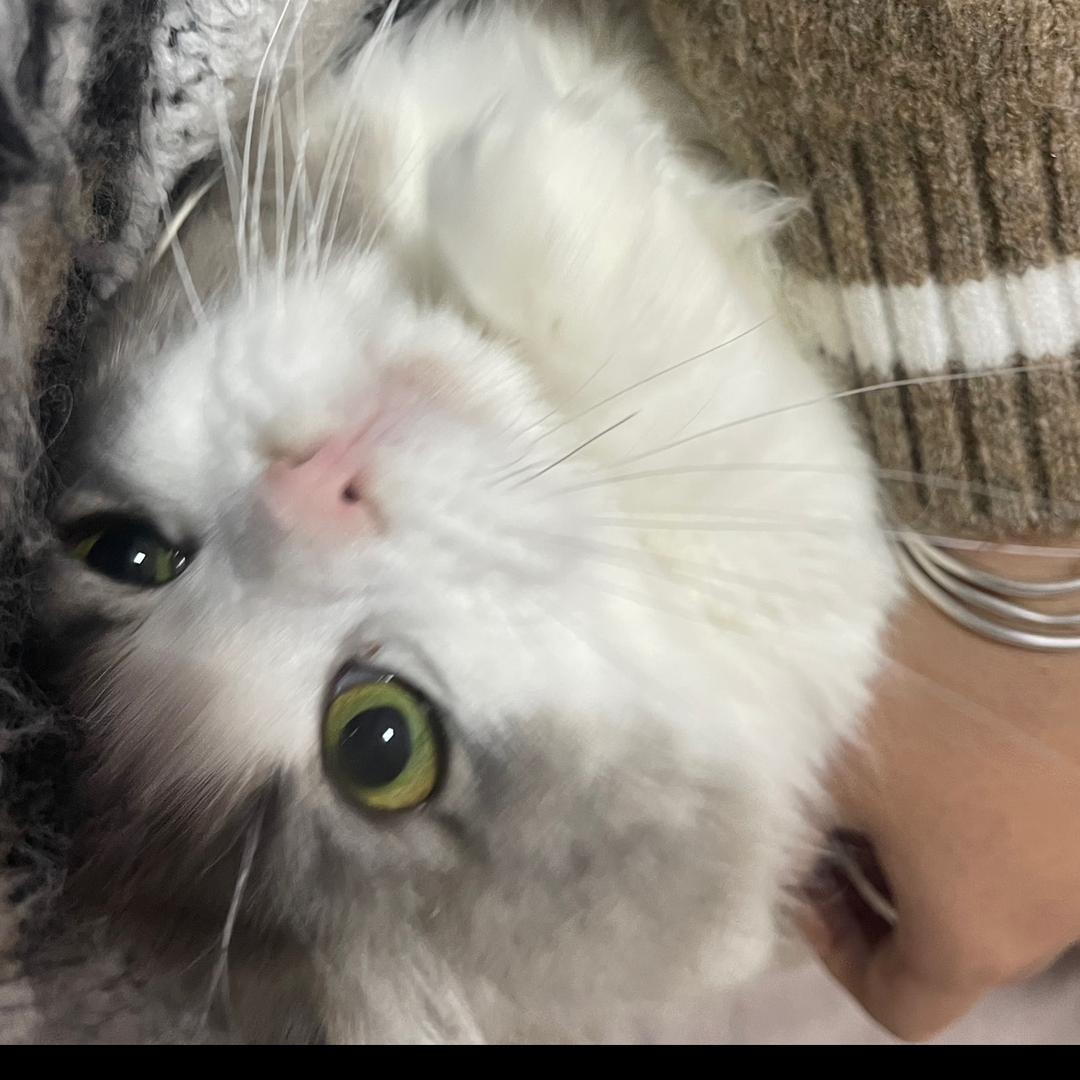 emo的饲养员