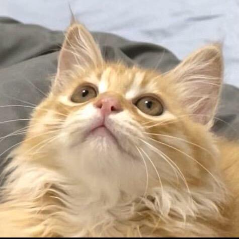 暖是猫-