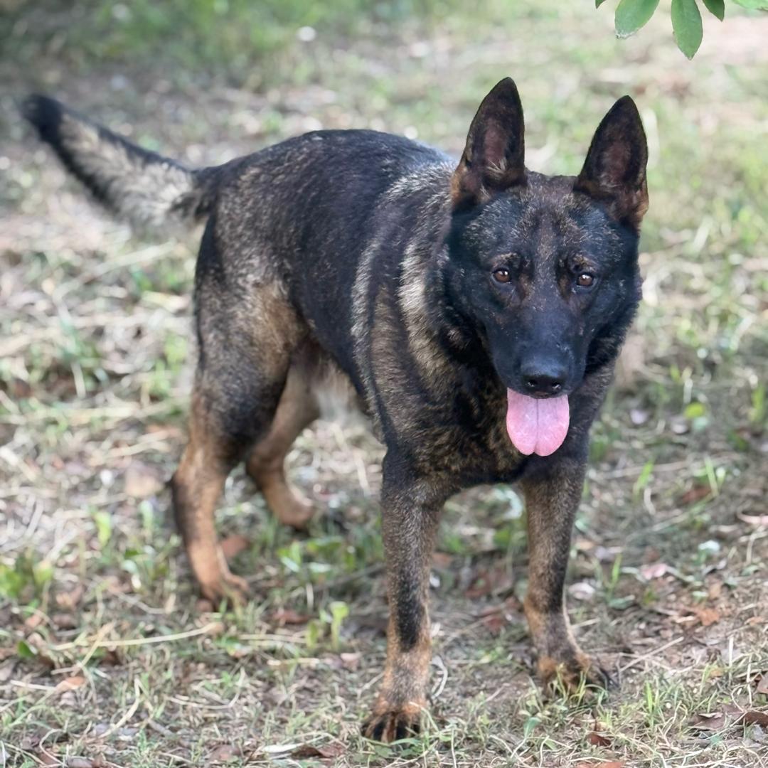 滨海港流动补胎单小明 东  西德国牧羊犬
