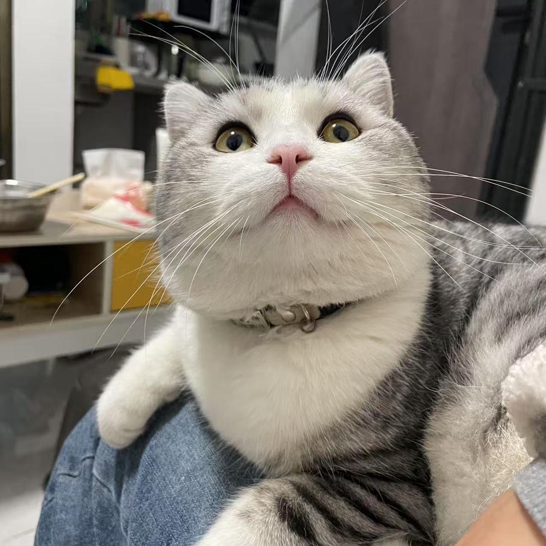 极光喵喵猫语生活分享