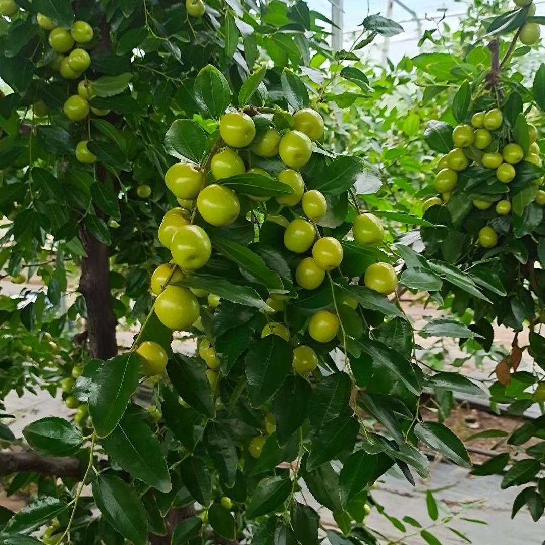 梦动利果树苗木专卖店