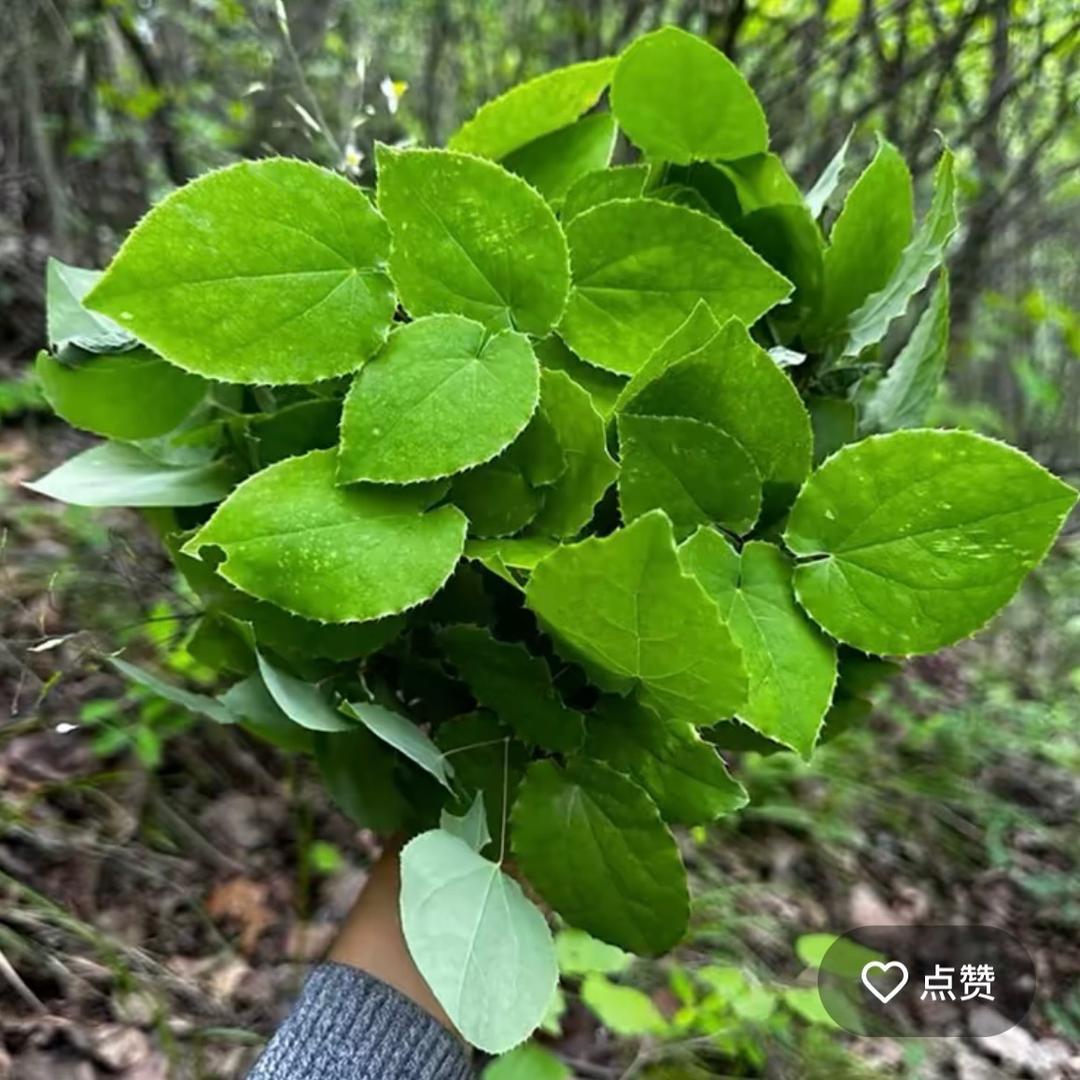 甘肃老嫂子山货