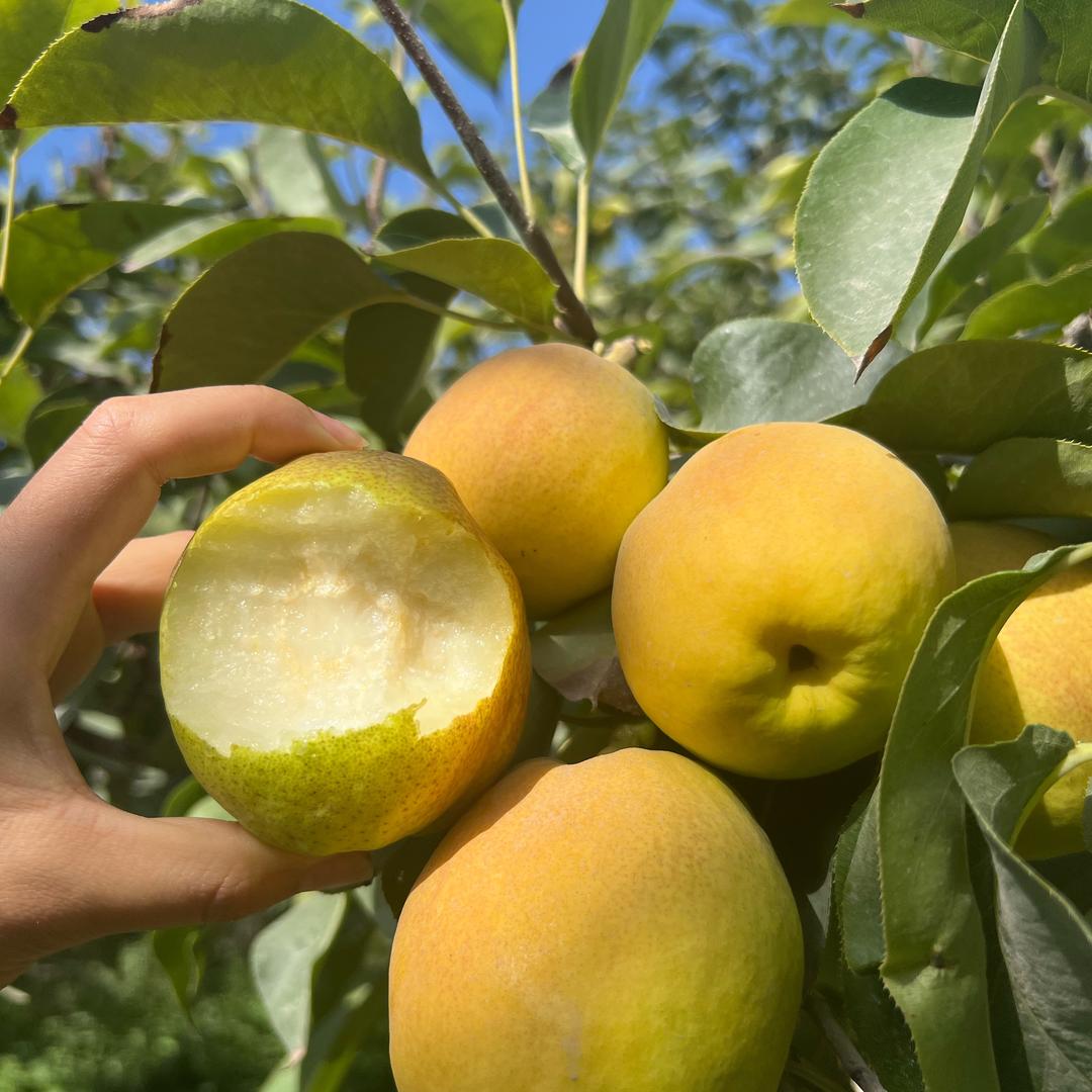 库尔勒香梨核心产区