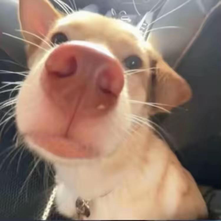 猛得不喝酒