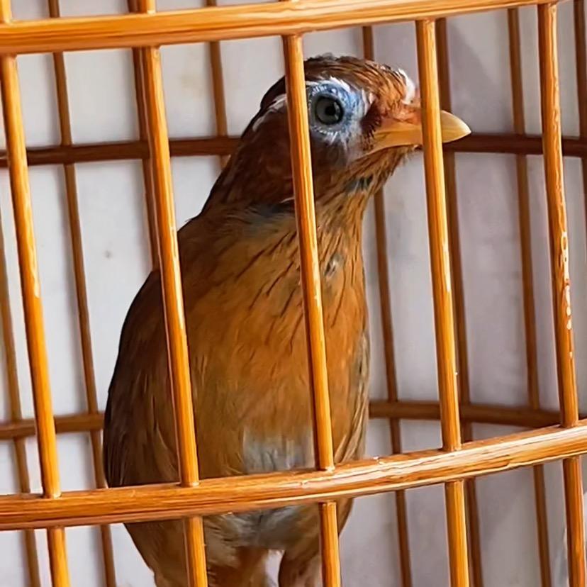 小黄战料(精品鸟食)