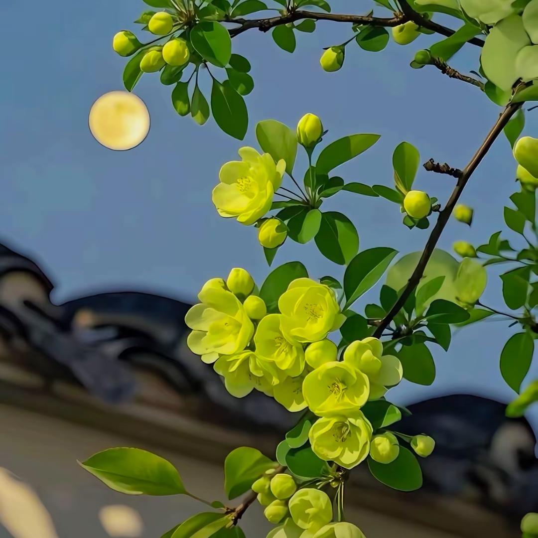 泡沫般的梦🌺