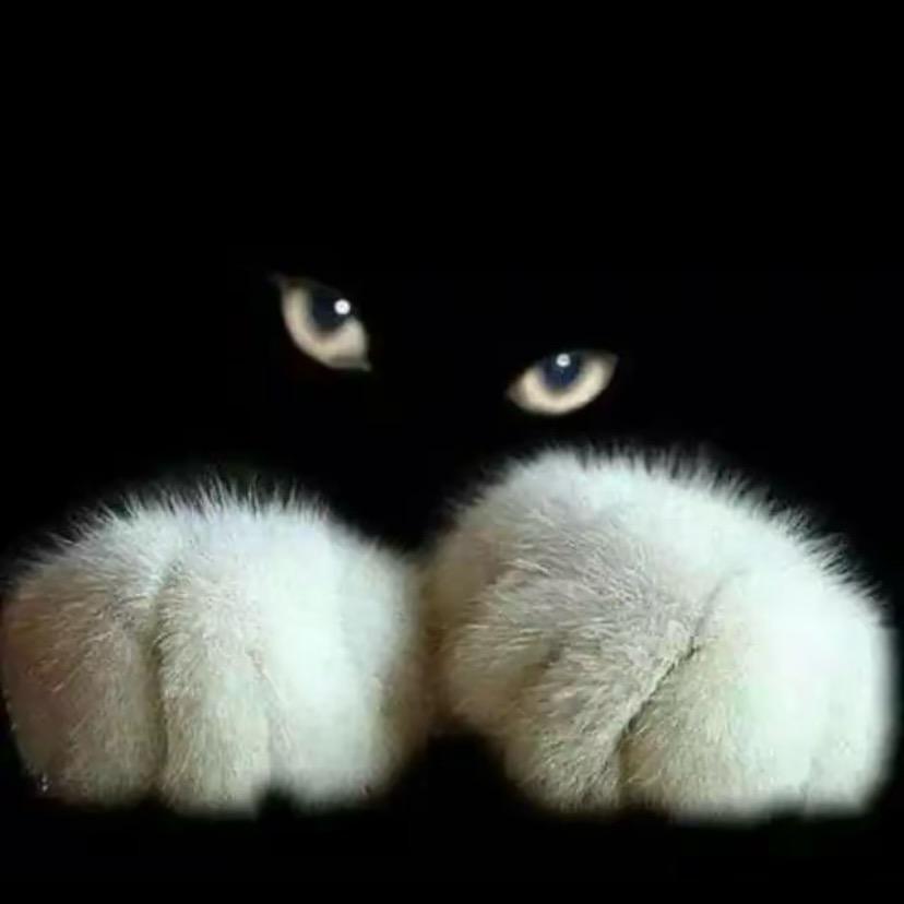 猫白