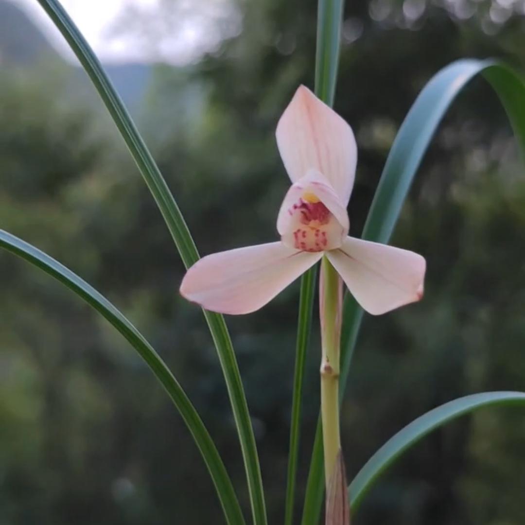 山中人兮芳杜若