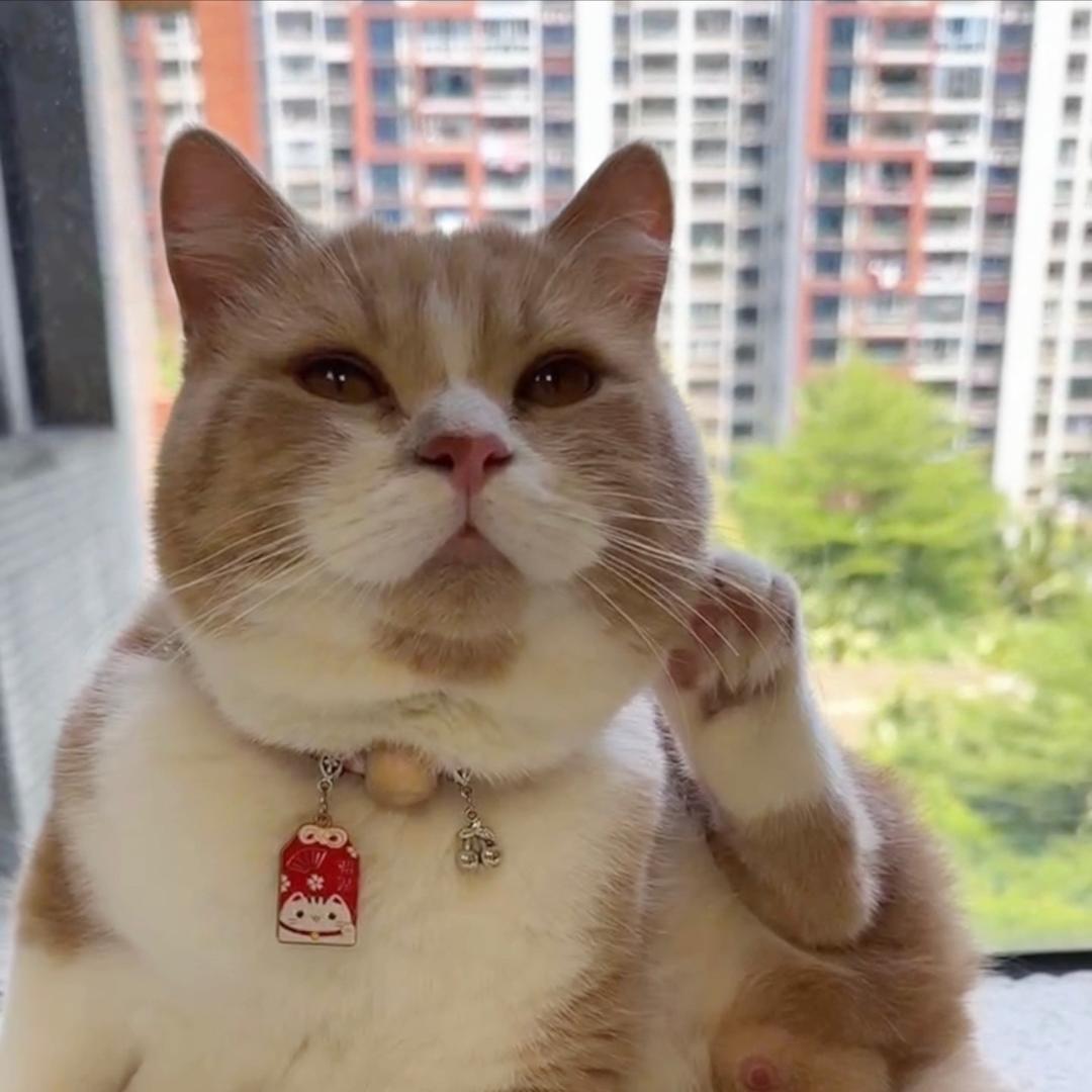 虞美人的动物王国