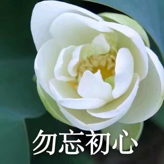 金金来噜