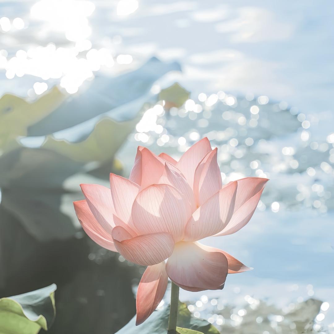梵音绘