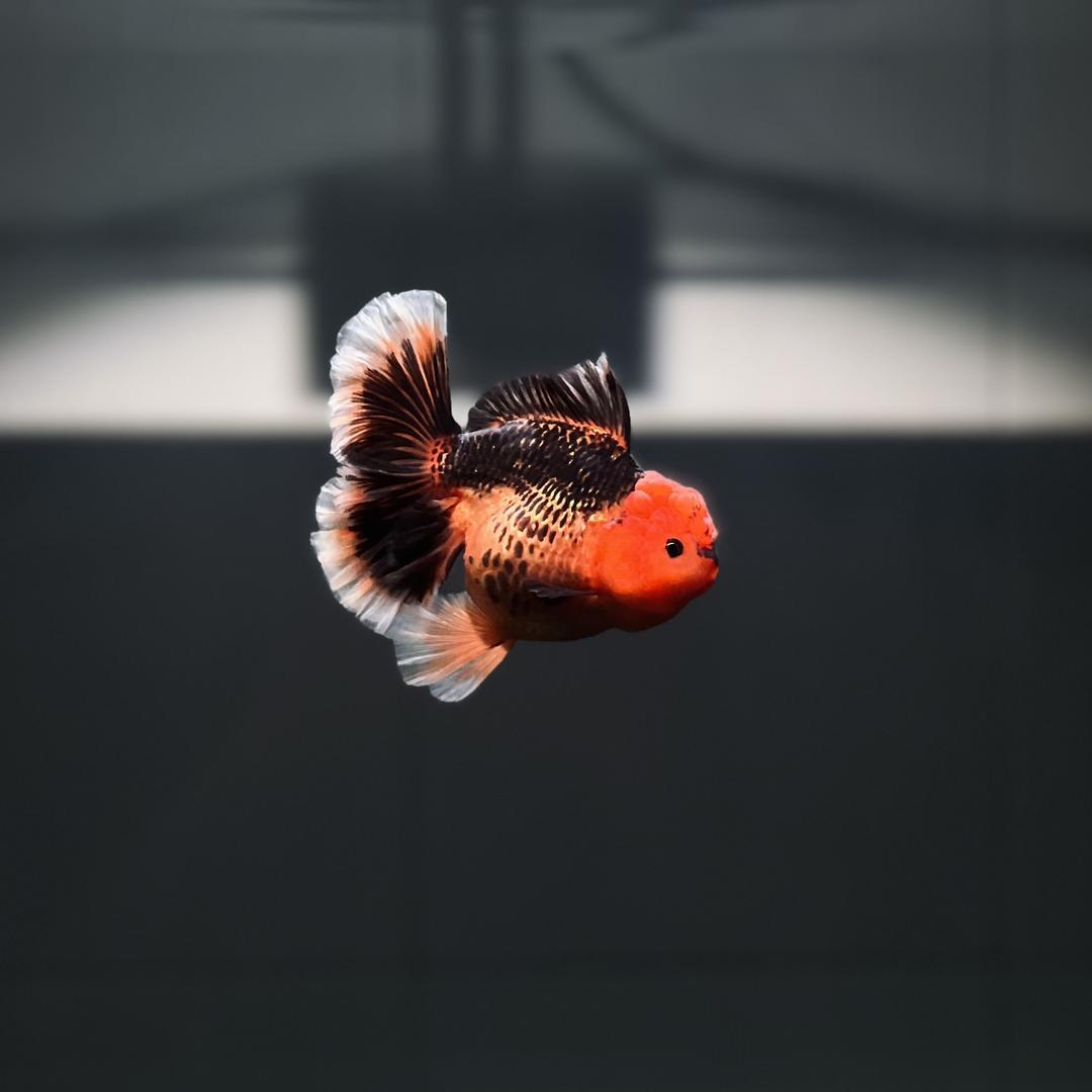 潮派呀