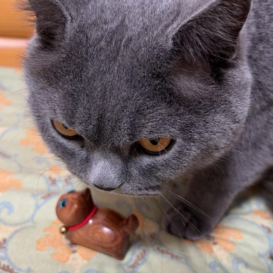 爱吃兔子的萝卜