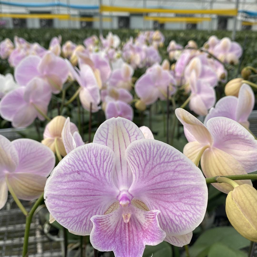 江苏安之韵（蝴蝶兰年宵花）