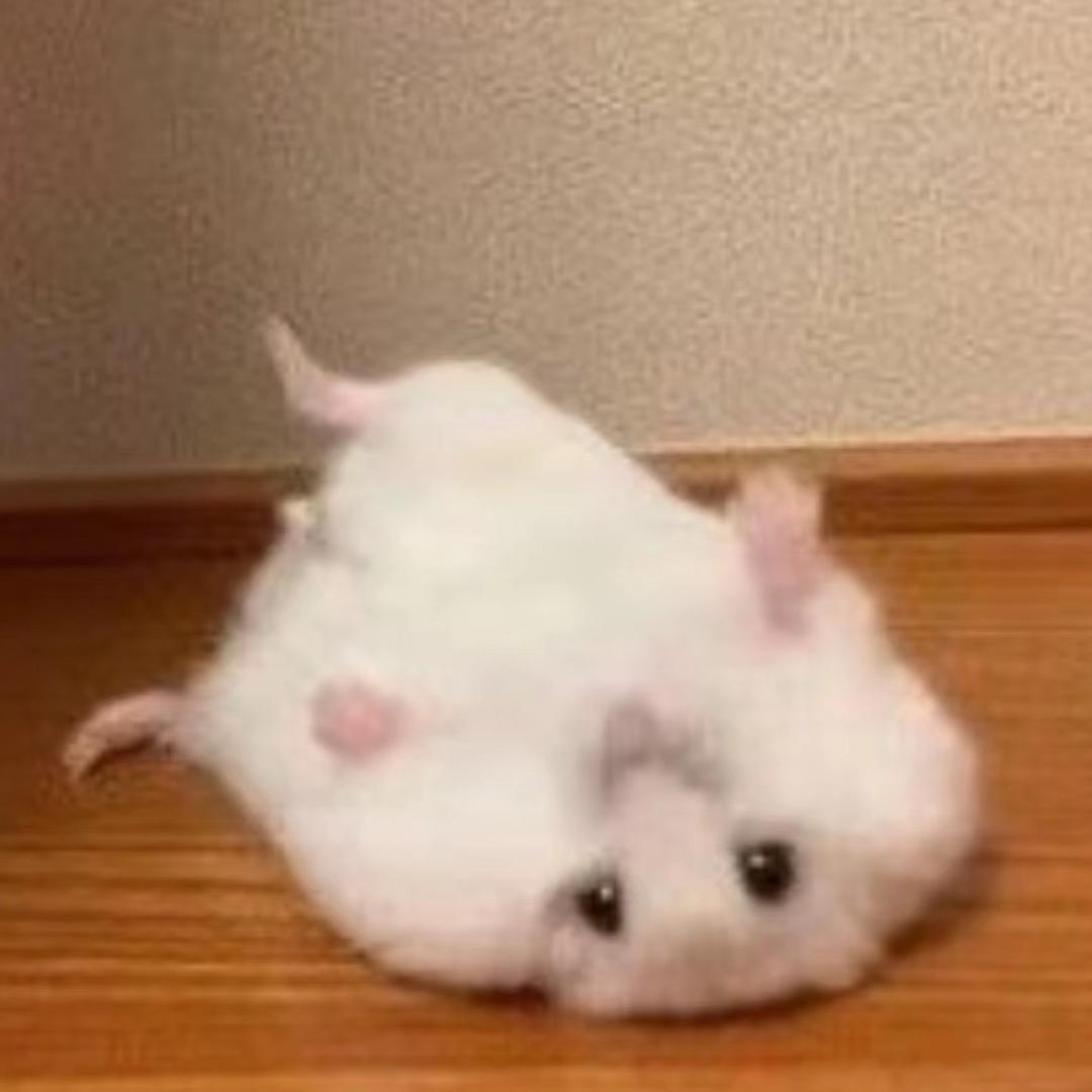 绝世甜菜