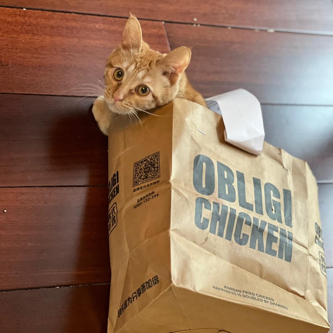 发财团子😼