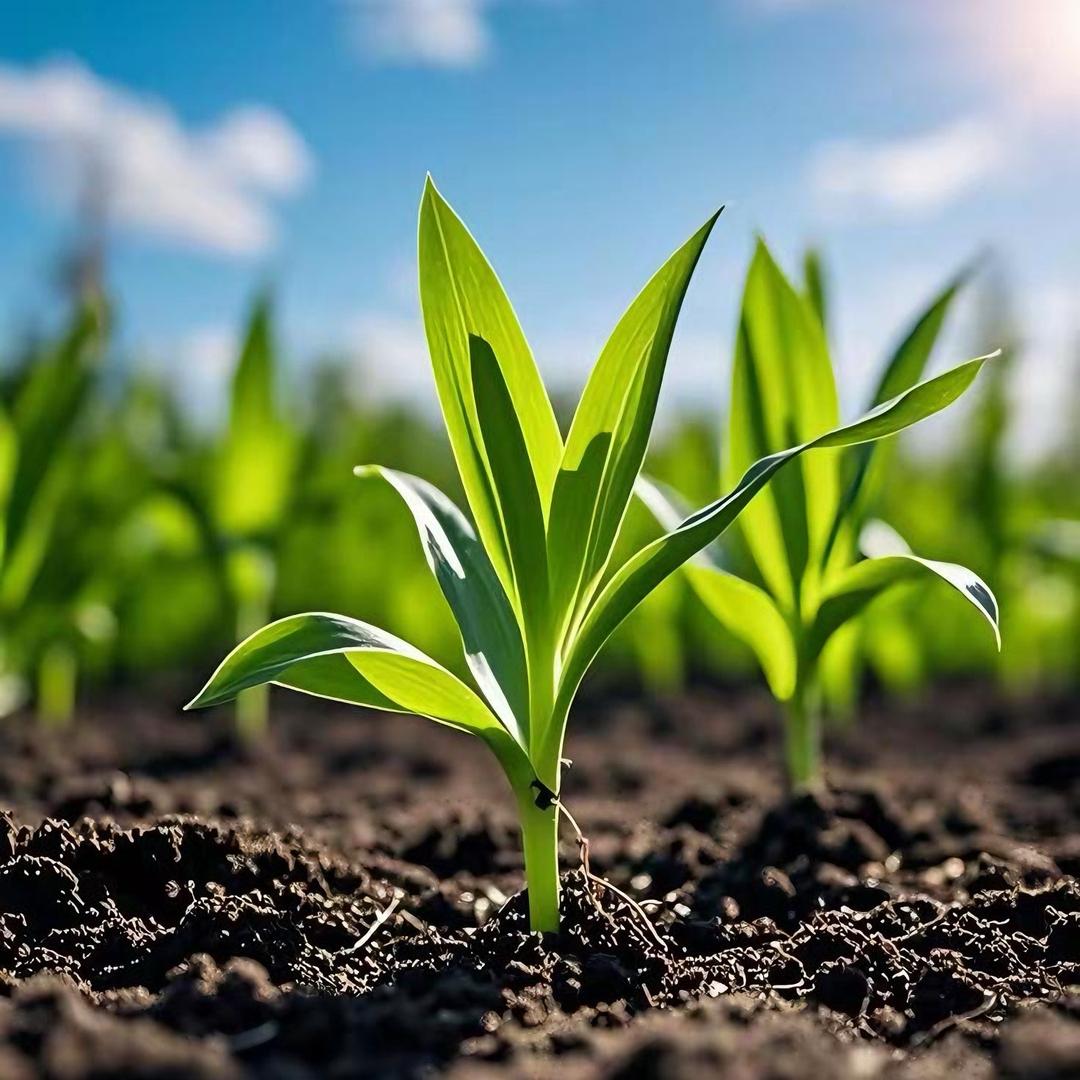 腾丰种业（保山区域）